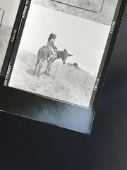 NEWLY FOUND! Hendrickson PHOTO Contact Sheet Proof & Negatives GIRLS RIDE DONKEY