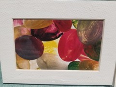 New Lot of 4 Matted 5×7 Photo Fine Art Print spring flower Tulip Yellow Red