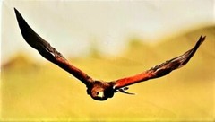 Bird photography art Chris Erdmann «Harris Hawk in Flight», 8×12 unframed