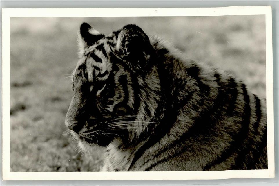 38132847 – Portrait of a Big Cat Tiger