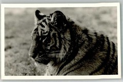 38132847 – Portrait of a Big Cat Tiger