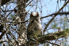 Owl Photo, Pick One Image – Various Sizes