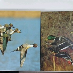 Set of 2 Duck Wildlife Photograph Canvas Print Color Landscape