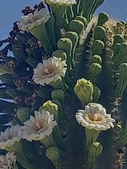 8 «x 10″Saguaro Blooms AZ Print Bluebonster-Art, Hand Signed/ Numbered