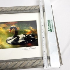 Black Swan Serene Artwork Signed Photograph Koi Fish Harmonious Composition 2008