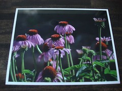 HAWAII PURPLE DAISIES 8 x 10 LIMITED EDITION METALLIC FINISH PHOTO 1 of 100