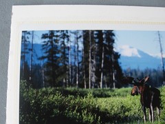 2003 limited Photograph Yellowstone Bull Moose, David Whitten # 2 of 250, 26×19″