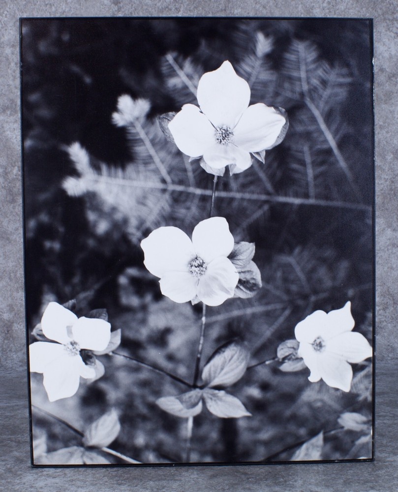 Vintage Karl Bonfert Signed Black and White Photograph Dogwood Yosemite 11 x 14″