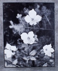 Vintage Karl Bonfert Signed Black and White Photograph Dogwood Yosemite 11 x 14″