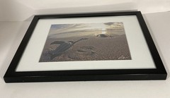 SIGNED Photograph Sea Turtles on Beach Chris Doherty Matted & Framed