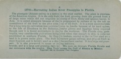 Stereo Photo Florida USA, Harvesting Indian River Pineapples – 10769118