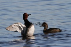 RedHead Duck Photo, Pick One Image – Various Sizes
