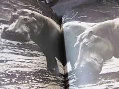 Peter Beard Photo book THE LAST WORD FROM THE PARADISE 1979 1st. edition Japan