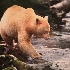 (3)Signed Tom Soucek Polar Bear Cub Photograph Anchorage Alaska (2) Walker/Bushu