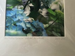 Diane Dre Signed Matted Color Landscape Photograph «Blue Feather Hydrangea»