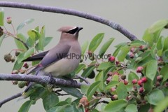Cedar Waxwing Photo, Pick One Image – Various Sizes