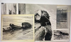 Tom Weber’s Cannery Row Sea Otter Photography.