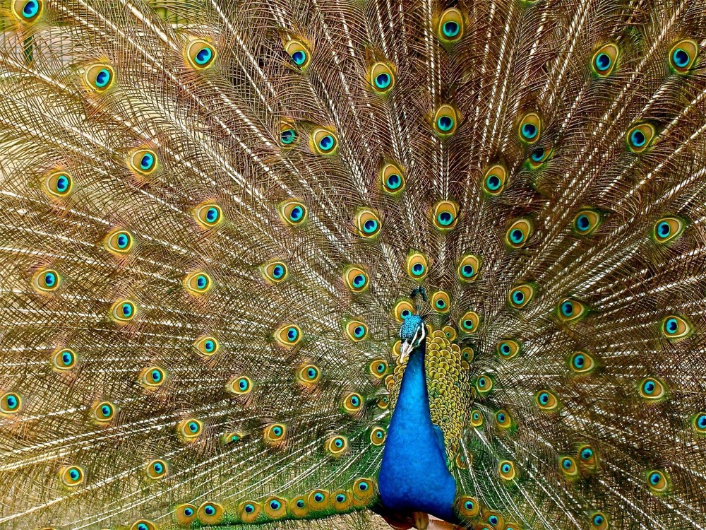 Digital Image Wallpaper Picture Background Desktop Print Art Paint Photo Peacock