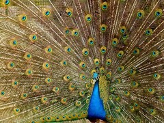 Digital Image Wallpaper Picture Background Desktop Print Art Paint Photo Peacock