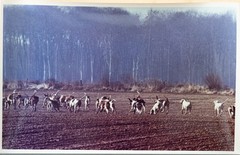 Vintage Analog Photo France Hunting With Hounds Horse DOG 15X23 1970