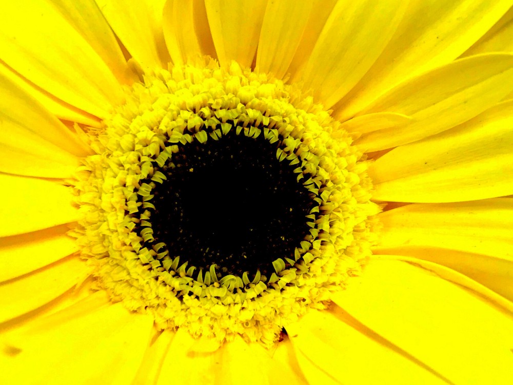 EYE OF THE SUNFLOWER II 4×6 » MATTED PHOTO PRINT, FREE SHIPPING IN USA !!