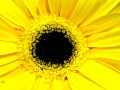 EYE OF THE SUNFLOWER II 4×6 » MATTED PHOTO PRINT, FREE SHIPPING IN USA !!