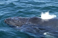 Whales or Dolphins Photo, Pick One Image – Various Sizes