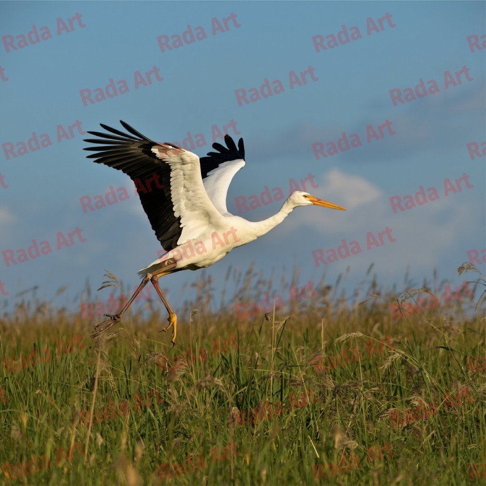 Digital Image Art Ai Picture Photo Wallpaper Desktop White Stork Bird Nature