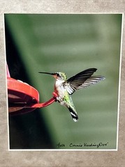 Hummingbird Landing 8×10 Photograph signed Connie Keesling 2004 14/250 Beautiful