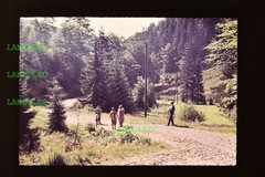 Slide 1962 Sigmundsburg am Saargrund Forest Trail Scene Hiking