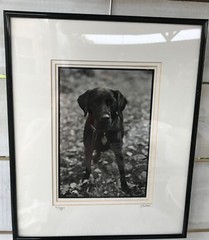 Maggie S Bokos Signed Black Lab Framed Dog Photography 12 3/4″ x 15 1/2″