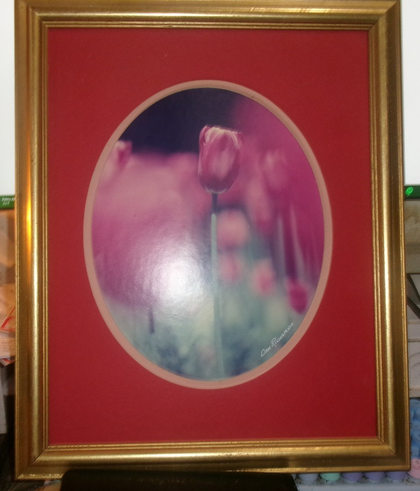 tulip framed photograph dan richards signed