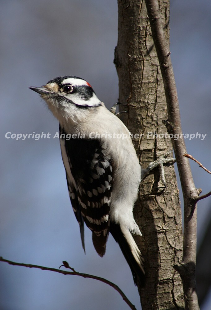 Original ACEO photo fine art print 2.5×3.5″ PORTRAIT OF A DOWNY WOODPECKER bird