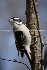 Original ACEO photo fine art print 2.5×3.5″ PORTRAIT OF A DOWNY WOODPECKER bird