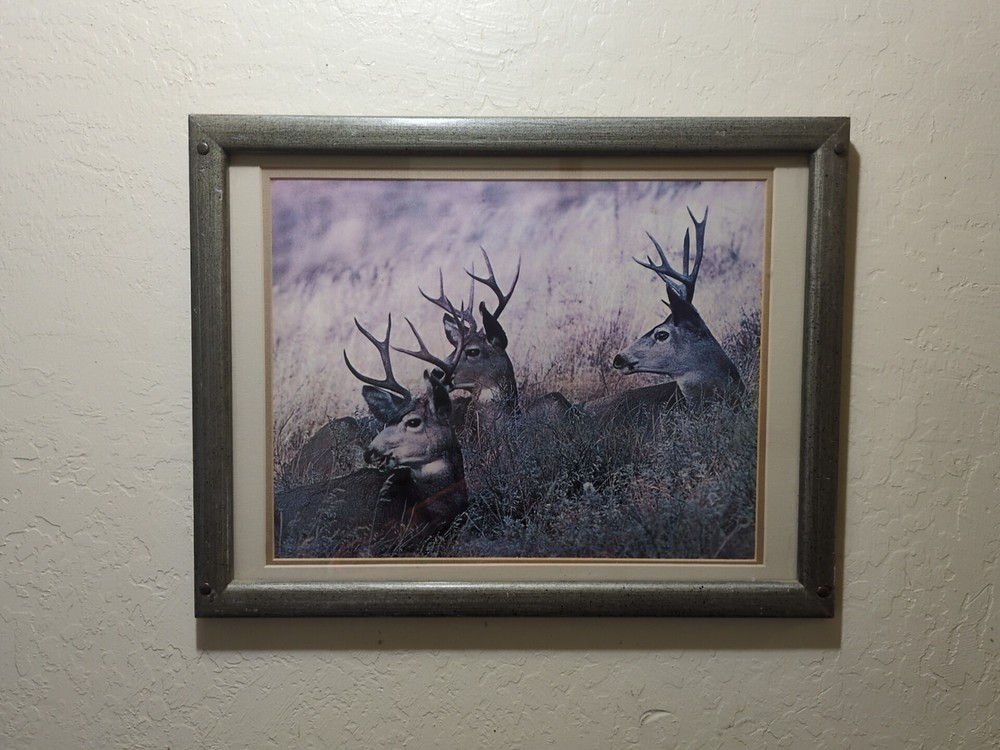 Custom framed photograph of 3 deer, Bucks, Laying In A Field