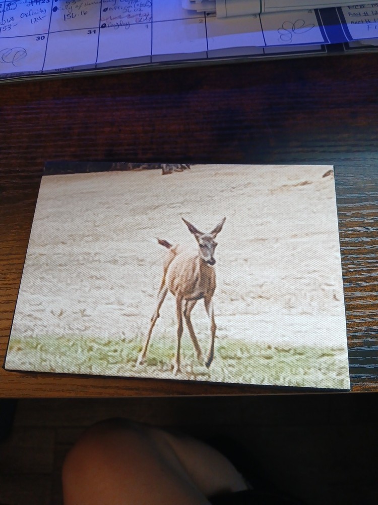 5×7 Photograph Of A Young Deer, Taken By The Seller And Put On Canvas.