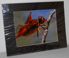 Firecracker Dragonfly Photo 8″ x 10″ in 11″ x 14″ Matte Signed by Kim Barry
