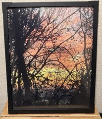 Cathedral of Branches – 16×20 Fine Art Print | Original Dallas Photography