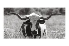 Longhorn Cow Photography Print: Oklahoma Black & White Panoramic Western Photo