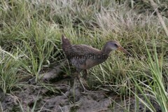 Clapper Rail Photo- Pick one Image – Various Sizes