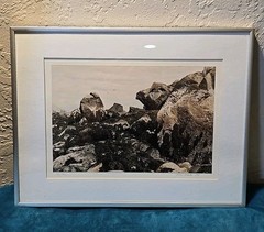 Calf Cove By Norma Warden Framed Photograph Signed Dated Vintage 1985