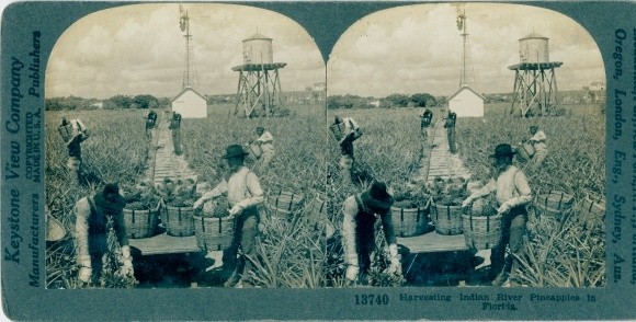 Stereo Photo Florida USA, Harvesting Indian River Pineapples – 10769118