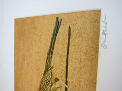 Roadrunner! Palm Springs CA 8×10 Photograph signed Brian Blackwelder – #76