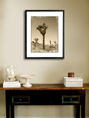 Joshua Tree Sepia 12″ x 16″ Fine Art Print Vintage Style