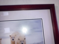 Polar Bear Nature Signed Limited Edition Framed Art Print