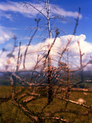 High Point Trail, Apple trees, New Paltz, NY, 16 x 20in, Art photo by Mel Gonz