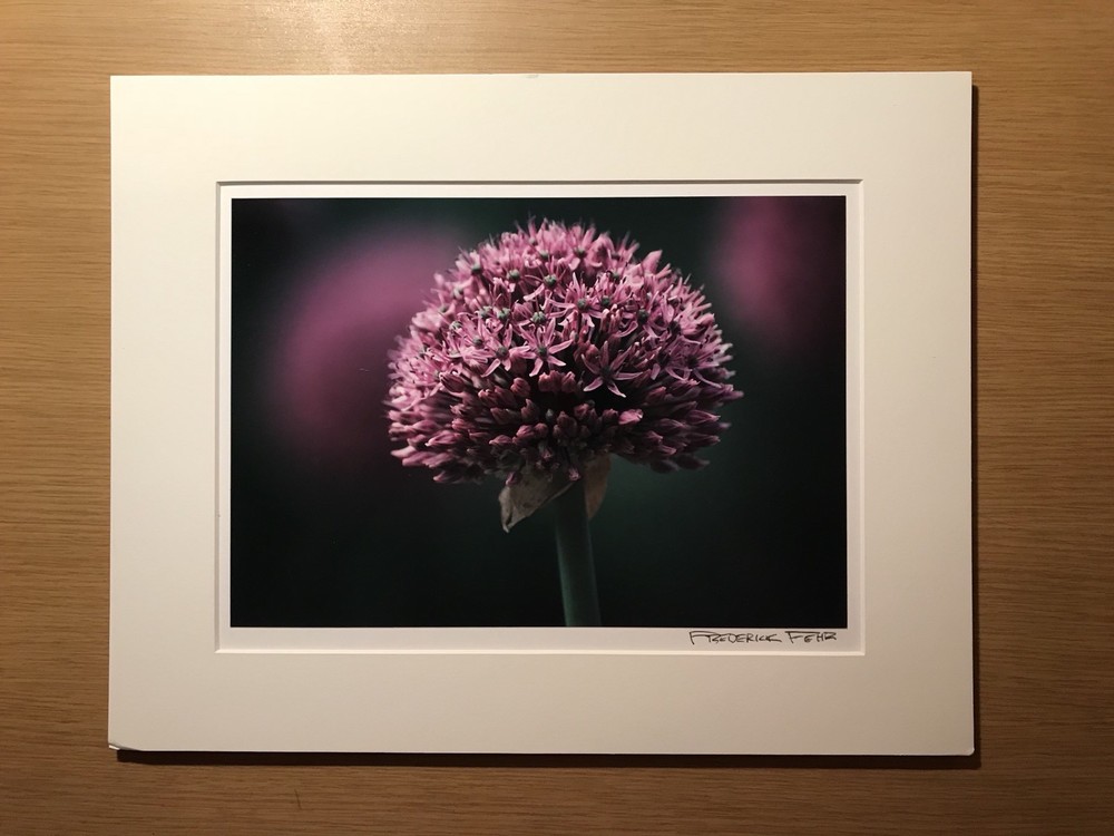 Frederick Fehr: «Untitled» (Allium), 2001/ C-Print