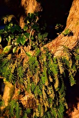 Digital art photography-Resurrection Ferns On A Jasmine Tree, Image For Printing