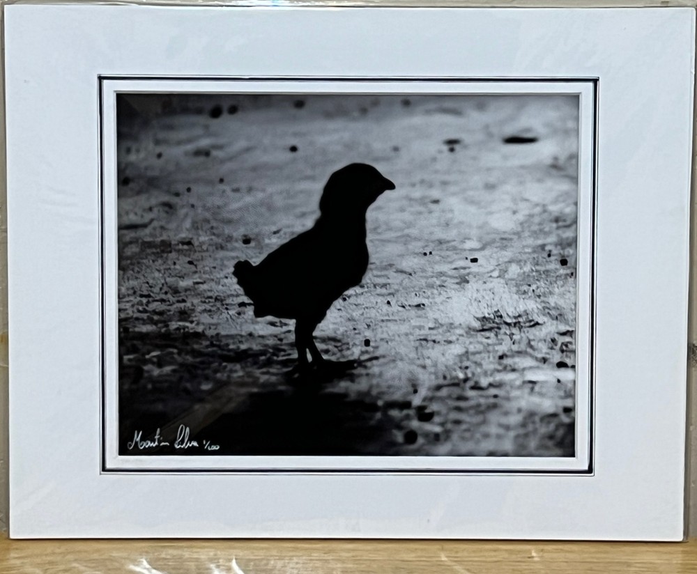 Baby chicken silhouette black & white photograph signed matted 11 x 14 inch