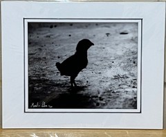 Baby chicken silhouette black & white photograph signed matted 11 x 14 inch